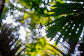 Spiders live in the forest.