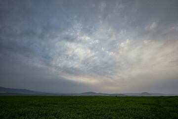 evening sky and a field of growing corn