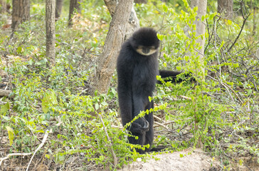 Obraz premium le grand singe le Gibbon Lar bipède : gibbons à mains blanches se tenant de bout et marchant dans la forêt