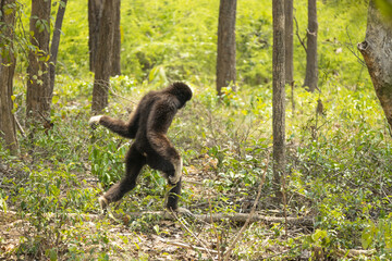 le grand singe le Gibbon Lar  bipède : gibbons à mains blanches se tenant de bout et marchant...