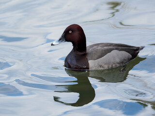 交雑種メジロガモ×ホシハジロ