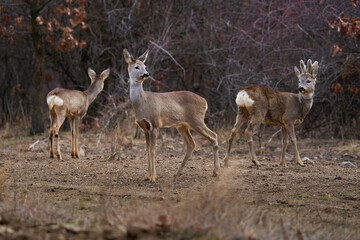 Roe deer at the feeding spot in the forest