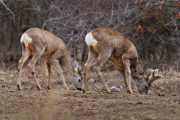 Roe deer at the feeding spot in the forest