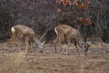 Roe deer at the feeding spot in the forest