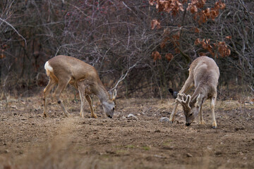 Obraz na płótnie Canvas Roe deer at the feeding spot in the forest