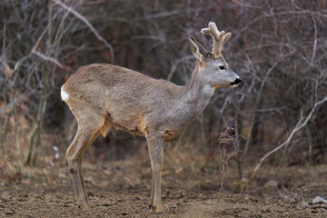 Roe buck at the feeding spot in the forest