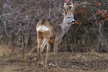 Roe buck at the feeding spot in the forest