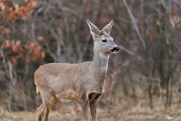 Roe deer at the feeding spot in the forest