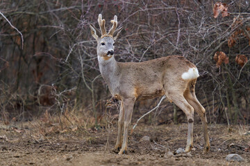 Roe buck at the feeding spot in the forest