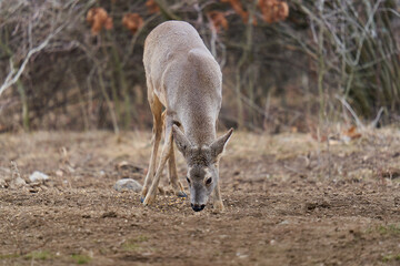 Roe deer at the feeding spot in the forest