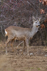 Roe deer at the feeding spot in the forest