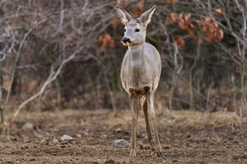 Roe deer at the feeding spot in the forest