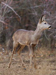 Roe deer at the feeding spot in the forest