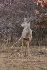 Roe deer at the feeding spot in the forest