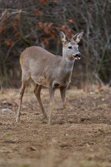 Naklejka na ściany i meble Roe deer at the feeding spot in the forest