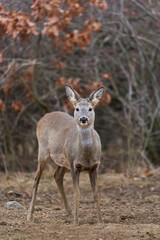 Roe deer at the feeding spot in the forest