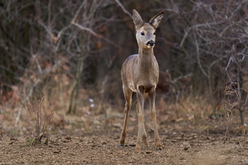 Roe deer at the feeding spot in the forest