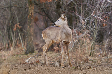 Obraz na płótnie Canvas Roe deer at the feeding spot in the forest