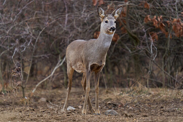 Naklejka na ściany i meble Roe deer at the feeding spot in the forest