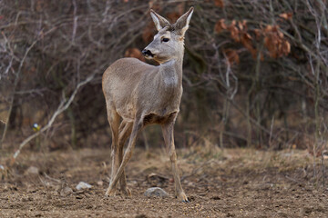 Roe deer at the feeding spot in the forest