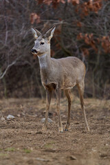 Roe deer at the feeding spot in the forest