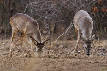 Roe deer at the feeding spot in the forest