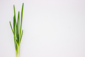 Green onions on white background