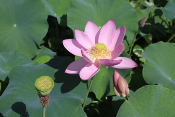 lotus flowers and lotus leaves, lotus pip