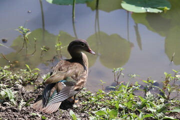 mandarin duck