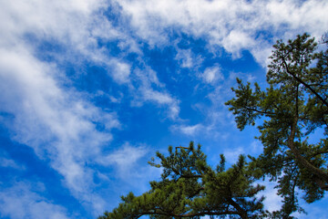青い空と雲と植物