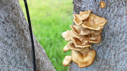 Brown mushrooms on the base of a tree in the garden. soft focus