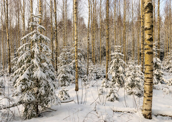 traditional winter landscape with snowy trees