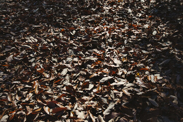 落ち葉の風景