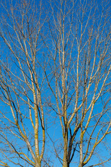 Populus. Black poplar in winter without leaves with new shoots.