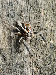 Closeup of the nature of Israel -  Salticidae spider on the tree