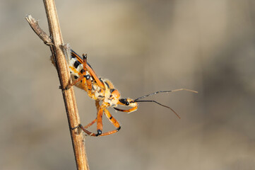Closeup of the nature of Israel -  bug on a branch