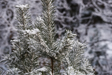 pine branches covered with snow