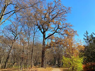 Autumn trees in the park. Idyllic autumn landscape. Yellow, orange, red, green colorful leaves.