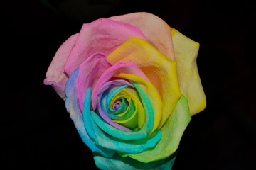 Fototapeta na wymiar A Rainbow Rose on a Black Background