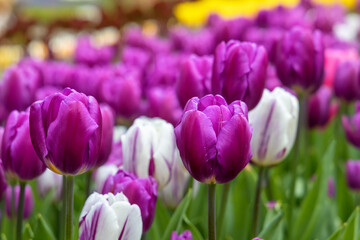 Lots of purple tulips. Spring flowers.