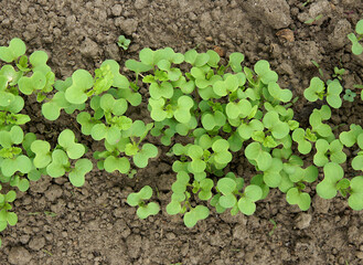 Row of radish shoots