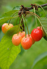 Bird cherry fruits