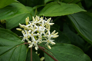 Fototapeta premium Flowers and Leaves of Cornus sericea