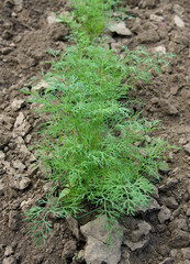 Fresh dill on the vegetable bed
