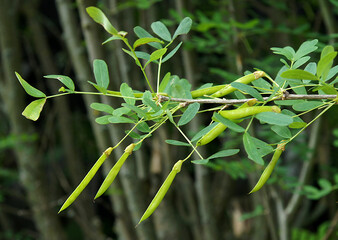 Caragana arborescens branch with fruit pods