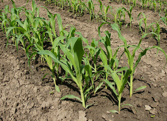 Young sprouts of corn