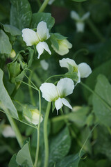 Flowers and leaves of Pea plant