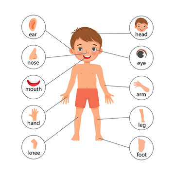 Human Anatomy Illustration Clipart Free