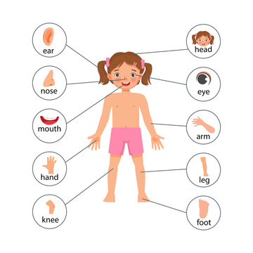 little girl illustration poster of human body parts with diagram text label chart for educational purpose