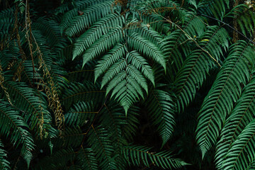 Fototapeta na wymiar dark leaves in the forest foliage background in nature
